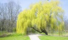 描写柳树的优美段落