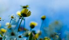 快乐其实很简单的句子