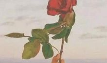 那些扎心的音乐热评句子 网易云那些让人心痛的热评