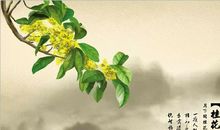 关于桂花的优美句子