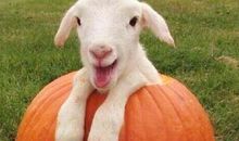 愚人节搞怪幽默句子