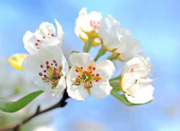 他脸红的表情像熟透的苹果一样闪烁