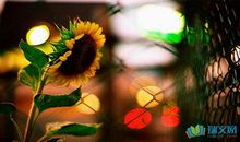 中英文爱情语句大全