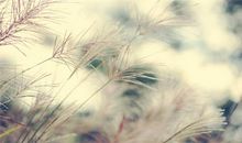 恋爱开心幸福的句子说说心情短语