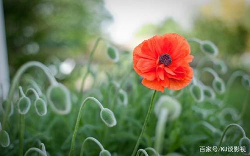 珍惜家庭的经典句子是什么