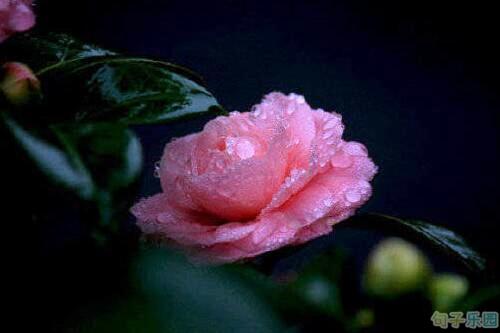 如果美丽是一种罪过