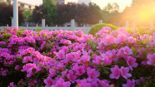 编辑整理了一些关于春天的花朵的快乐句子