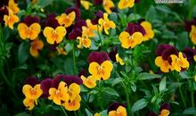 赞扬亲情的句子唯美简短