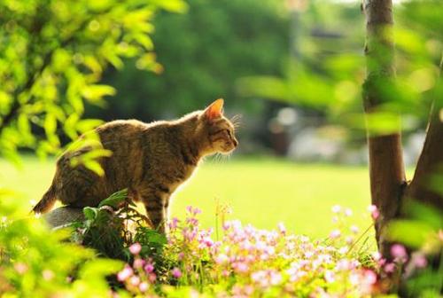 请欣赏由编辑编辑的描述情感的成语解释和句子