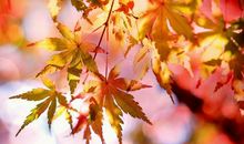 形容亲情的简短句子