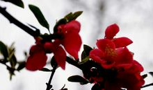 赞美海棠的句子