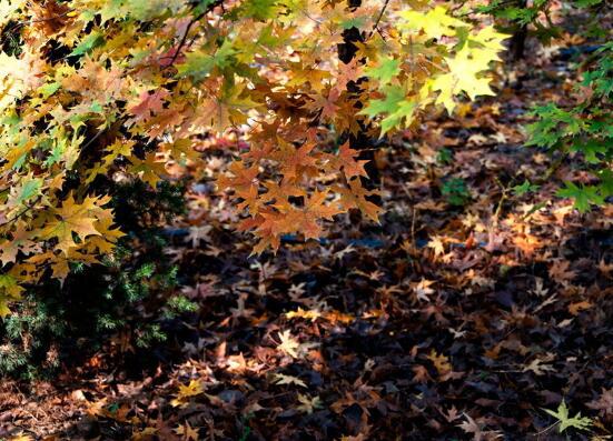 生命不可能是两次