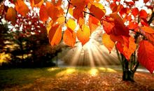 适合秋天发的朋友圈文字