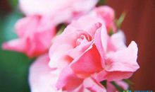 祝感恩节快乐的感恩语句阅读欣赏