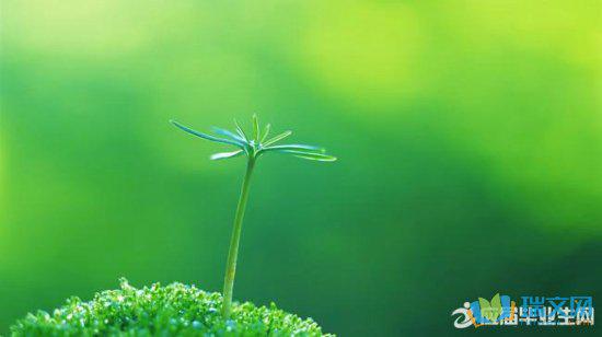 春天是柔和的和风