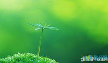 关于赞美春天的句子有哪些