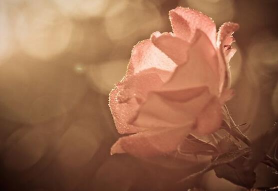 以下是小编编写的《女孩子如此坚强和痛苦的句子》