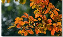 形容事情多心烦的句子