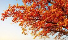 讲诚信的人生哲理句子