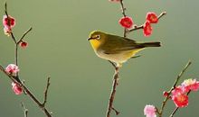 关于鸟的诗词名句