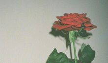 对女孩失望心冷的句子