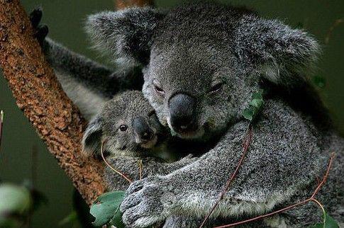 给心脏带来甜美的营养