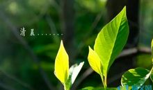 早上正能量的句子分享