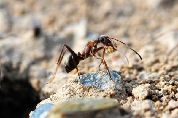 没有行动的人就像一个满是杂草的花园