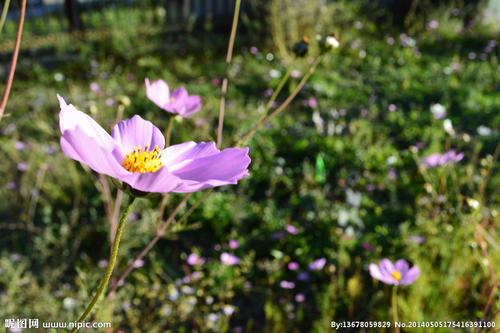 请欣赏由编辑编写的有关开心心情的句子