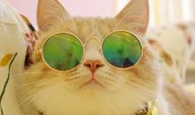 最火皮句 皮的很优秀的句子