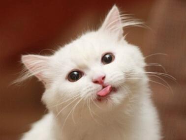 失望的和低谷的