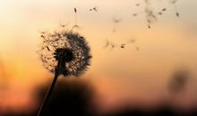 表达心情好的句子大全