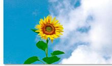 开心美丽的句子说说心情