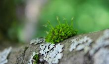 2019新年祝福语 2019猪年新年祝福语