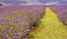 减肥药品广告语大全经典