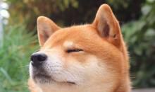 很喜悦的开心句子