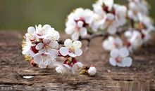 关于永恒的亲情的句子