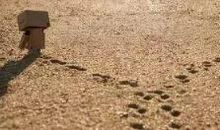 对感情失望了的句子