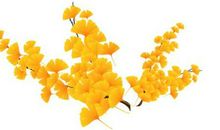 描写秋天的优美段落