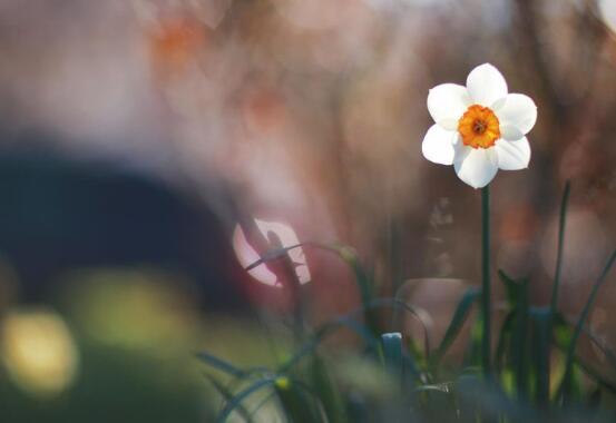 关于借物抒情的诗句 0