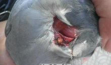 梦见女人生孩子