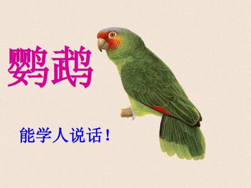 说到鹦鹉