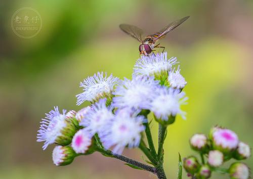 几朵薄薄的白云似乎在阳光下晒了
