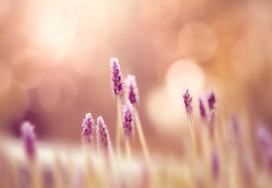 清明让我们知道