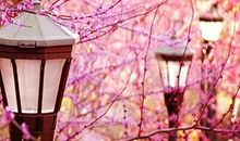 优美高雅的句子