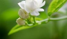 心烦只有酒的句子