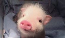 开心的像头猪幽默句子