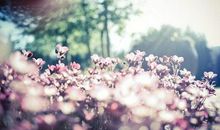 看见花开心情好的句子