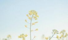 描写朋友开心的优美句子