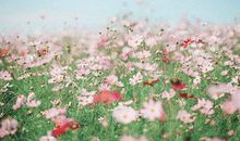 有关亲情优美句子